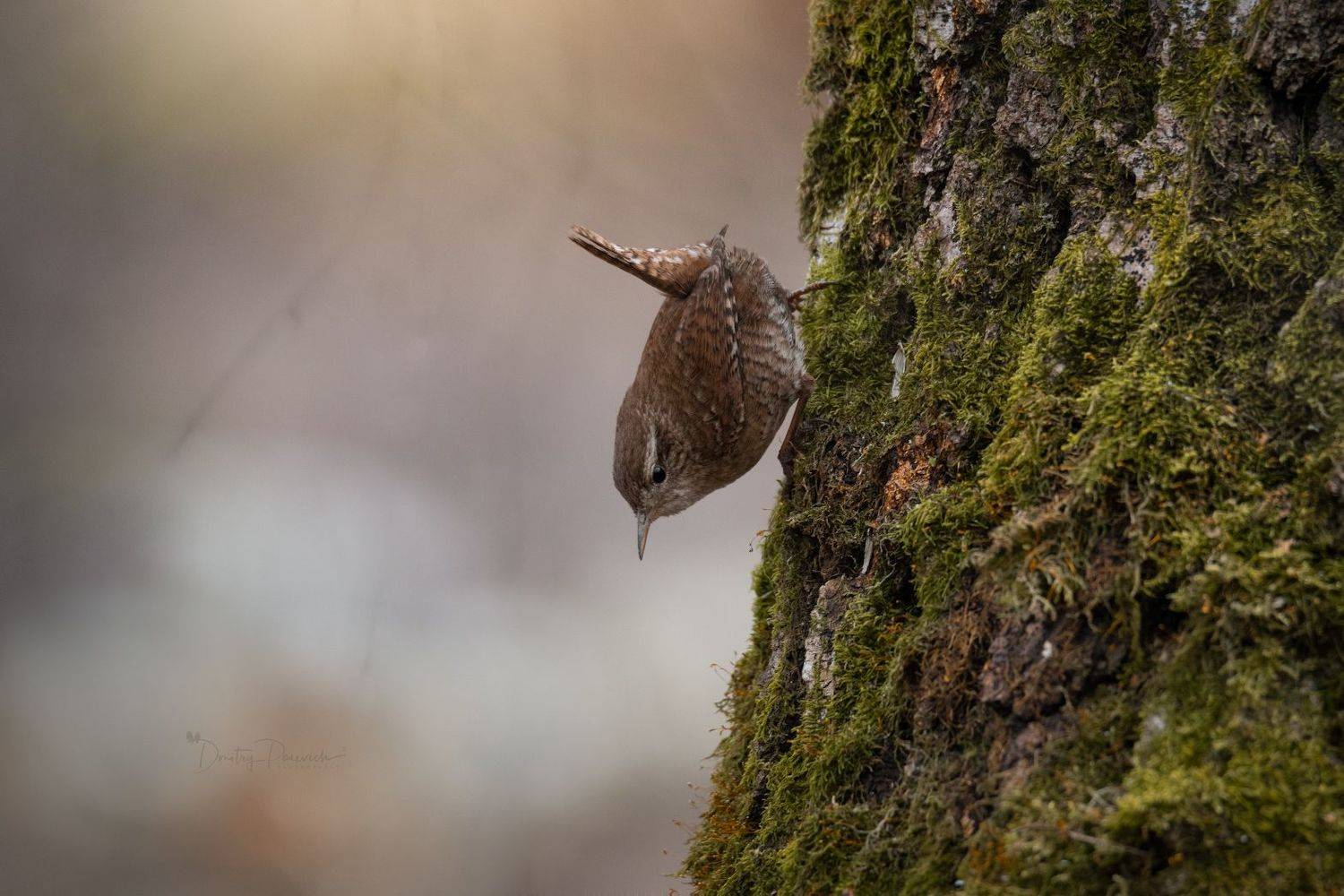 природа, лес, поля, огороды, животные, птицы, макро, Посевич Дмитрий