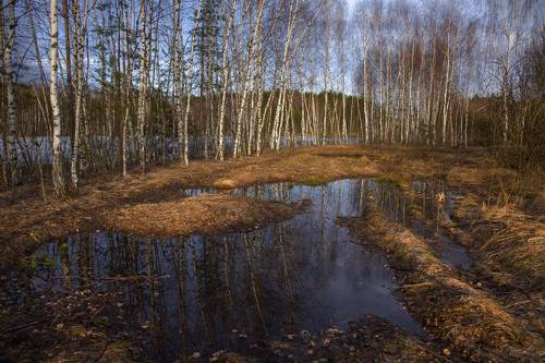 Весенние лужи