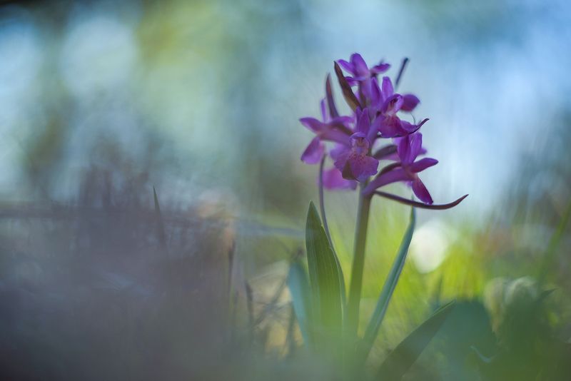 Dactylorhiza sambucina фото превью