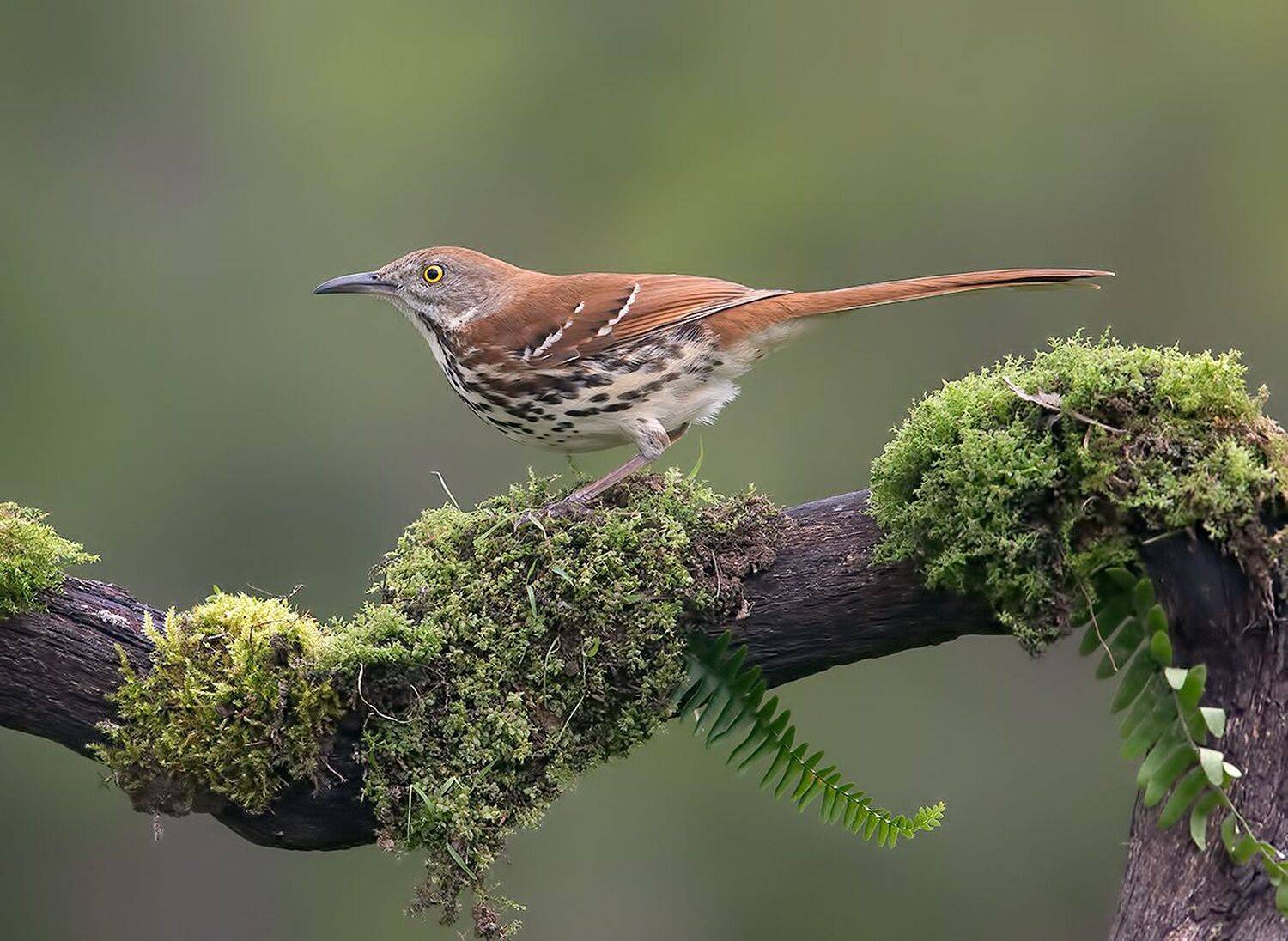 коричневый пересмешник, brown thrasher, пересмешник, весна, Etkind Elizabeth