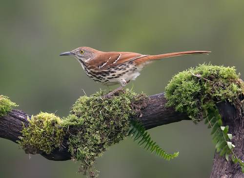 Коричневый пересмешник -Brown Thrasher