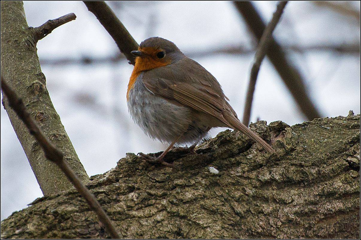 москва, парк, птица, АНАТОЛИЙ ДОВЫДЕНКО