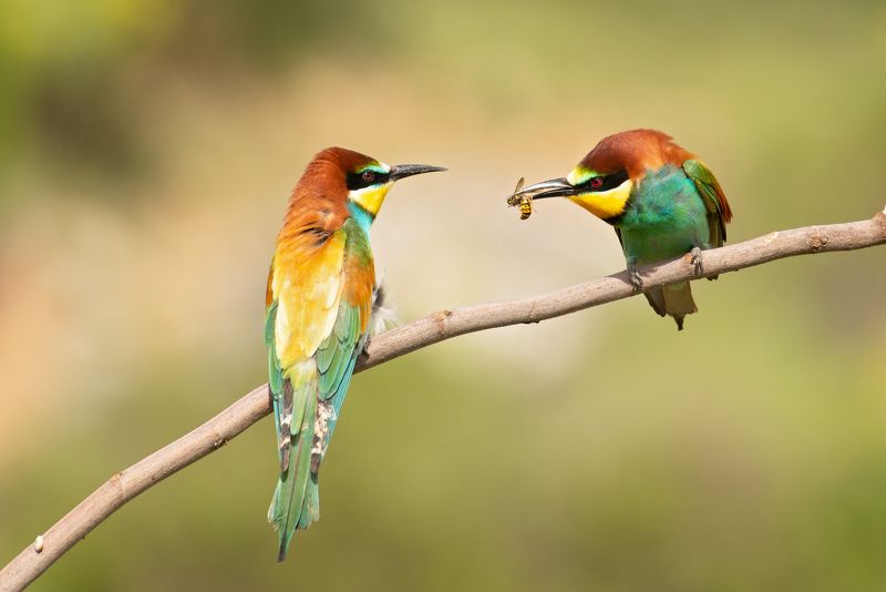 Merops apiaster фото превью
