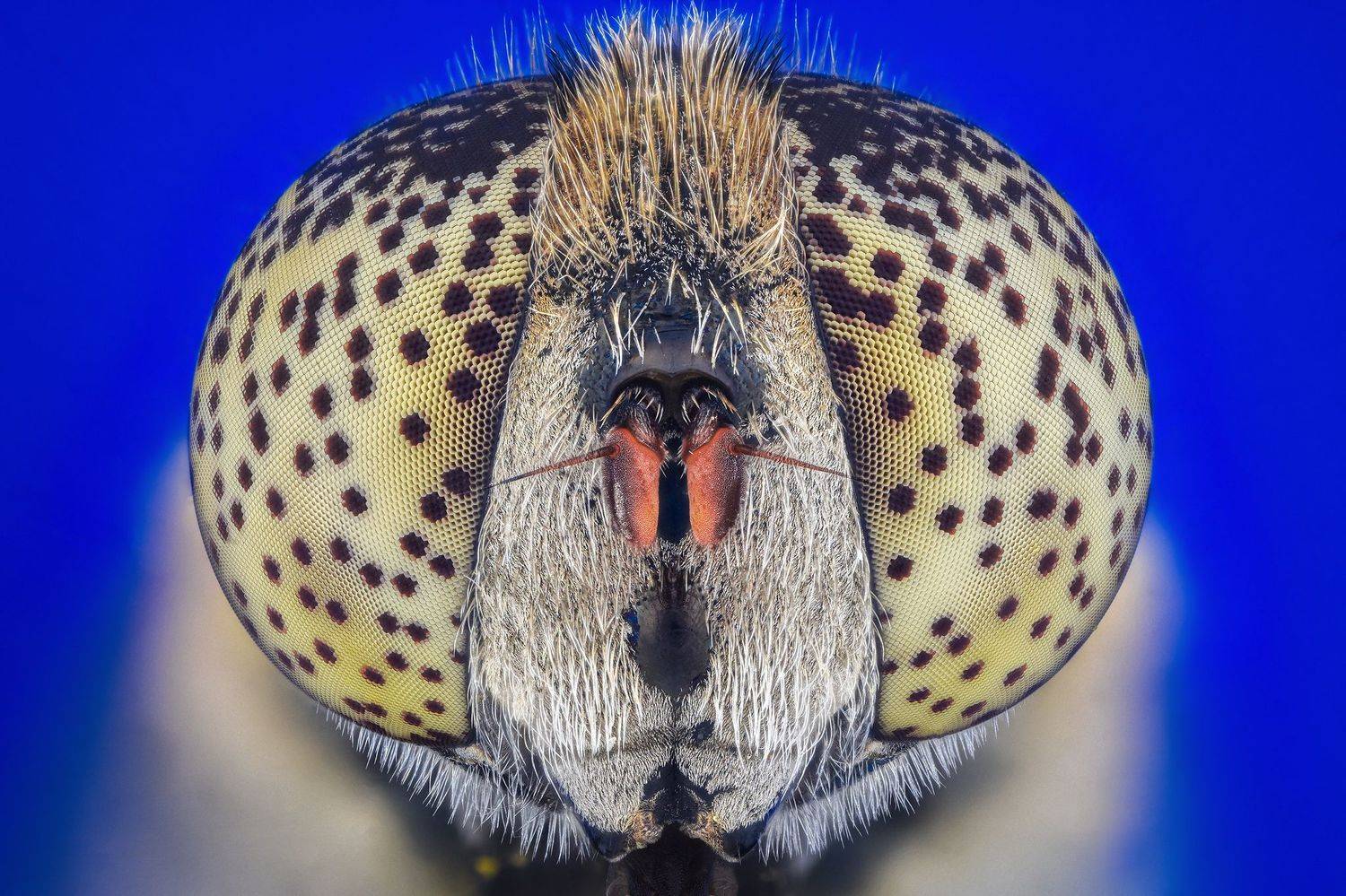 ceclii, macro, Tsvetan Ganev