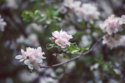 Уж скоро зацветут сады...