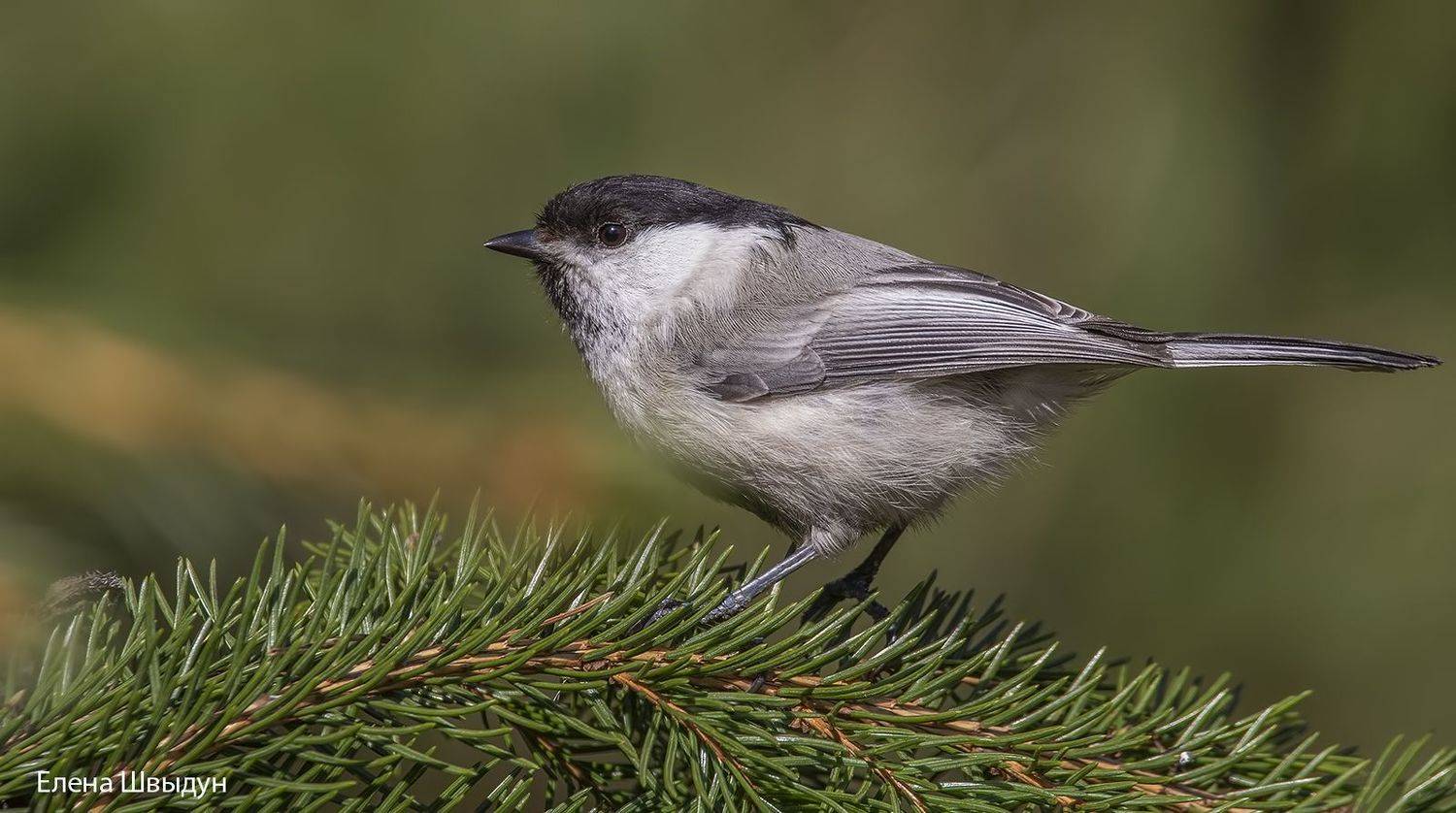 bird of prey, animal, birds, bird,  animal wildlife,  nature,  animals in the wild, пухляк, буроголовая гаичка, willow tit, Елена Швыдун