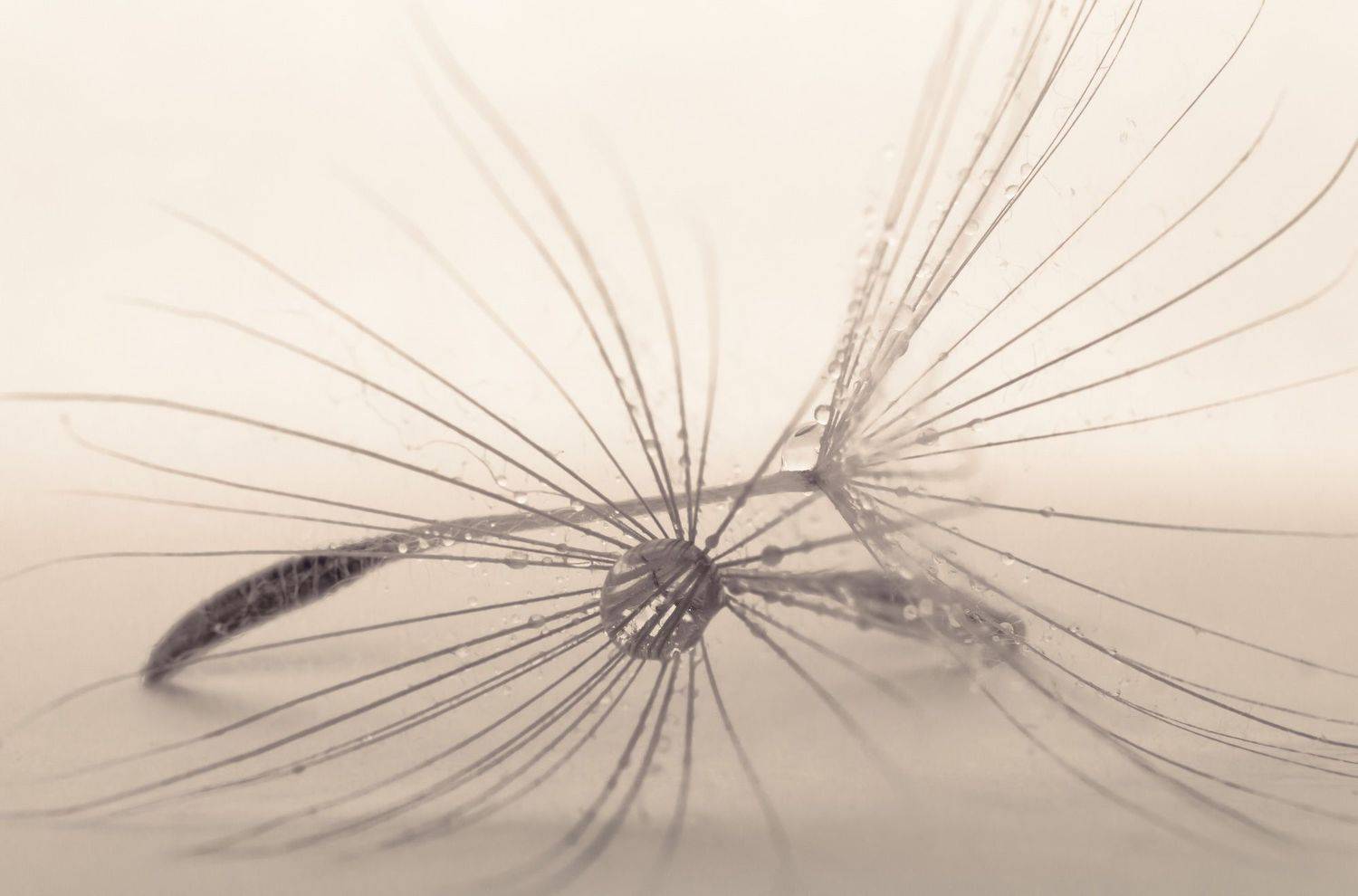 #dandelion, #drops, #waterdrops, #wallpaper, #nature, #closeup, #backdrop, #background, #macro, #flower, #print, #macrophotography, #macrophoto, Вікторія Крулько