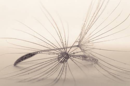 Dandelion