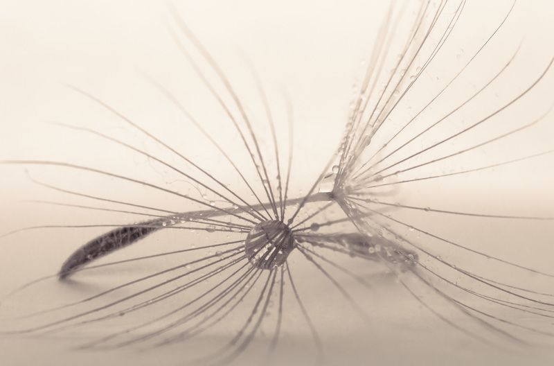 #dandelion, #drops, #waterdrops, #wallpaper, #nature, #closeup, #backdrop, #background, #macro, #flower, #print, #macrophotography, #macrophoto Dandelion фото превью