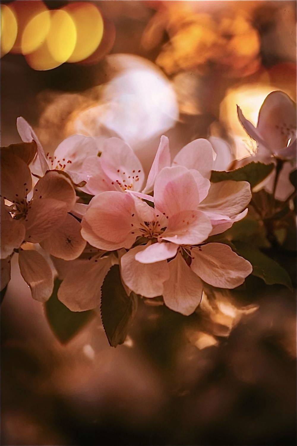 макро, macro, цветы, flowers, весна, spring, Julia Kaissa