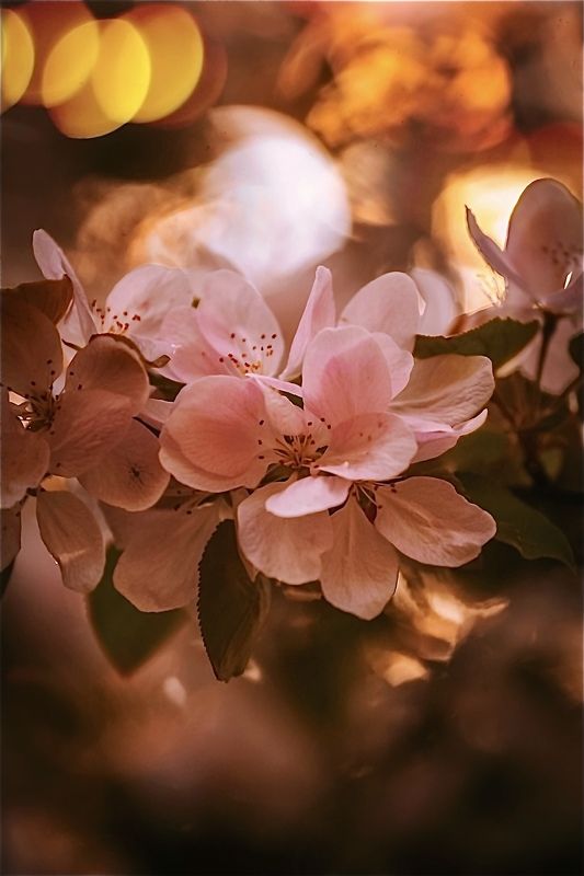 макро, macro, цветы, flowers, весна, spring *** фото превью