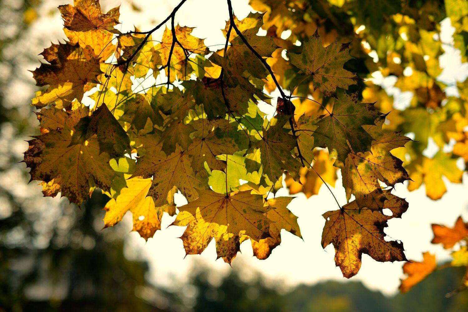 Осень, Александр Шандов