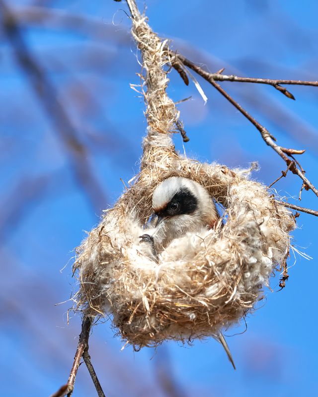 птицы, обыкновенный ремез Ремез на гнезде фото превью