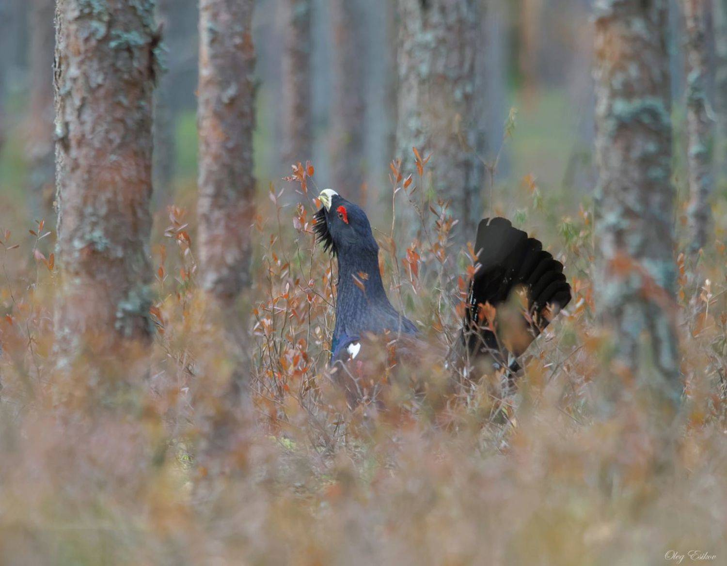 птицы, глухарь, Олег Есиков