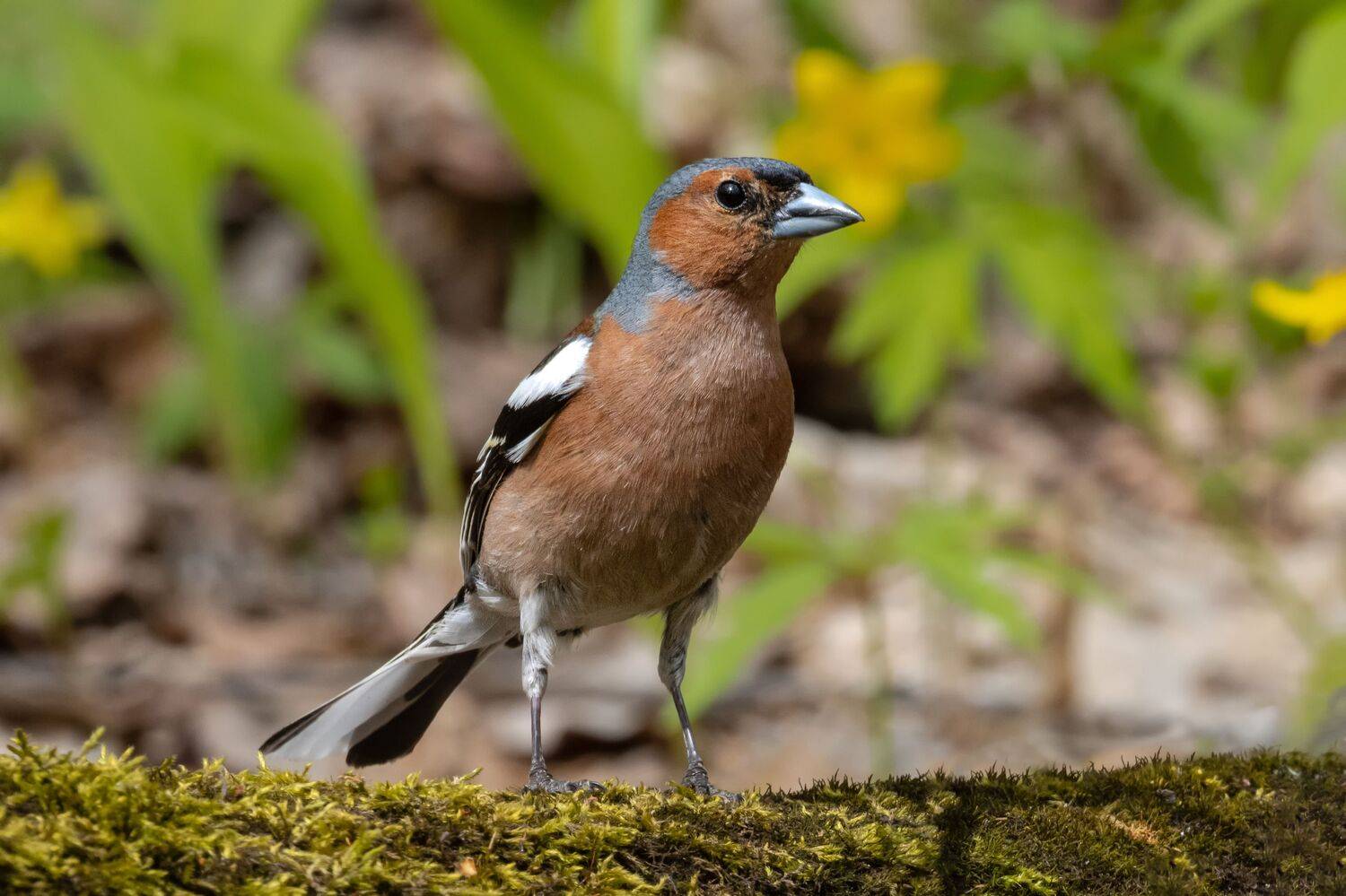 зяблик, птицы, пернатые, Глебов Сергей