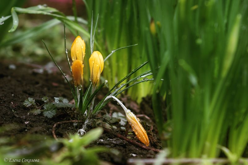 пейзаж, цветы, макро, крокусы, первоцветы, весна, весенние цветы Крокусы фото превью