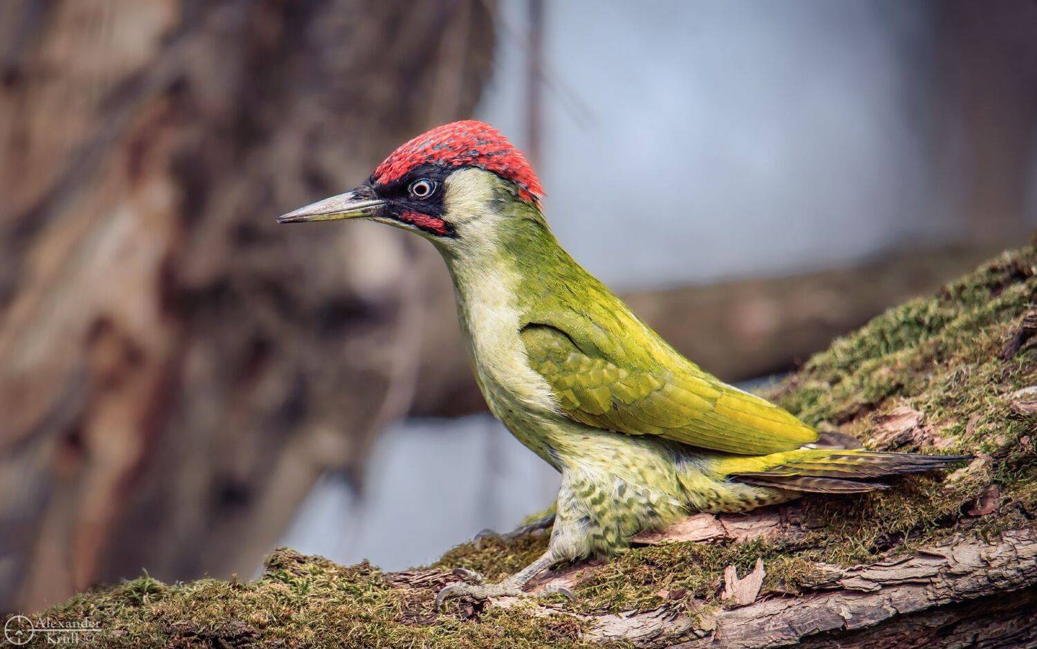 дятел, зеленый дятел, picus viridis, Александр Круль