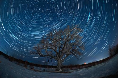 Дуб в ириновке