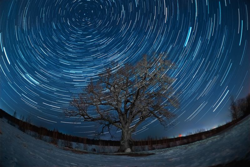 звёзды, ночь, дуб Дуб в ириновке фото превью