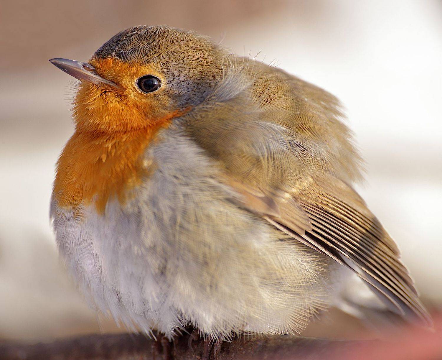 птица зарянка малиновка, Александр Зорин