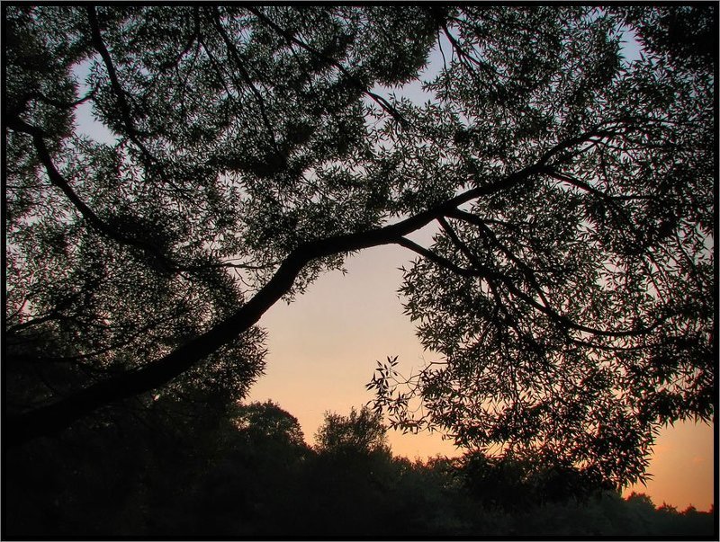 Природные кружева фото превью