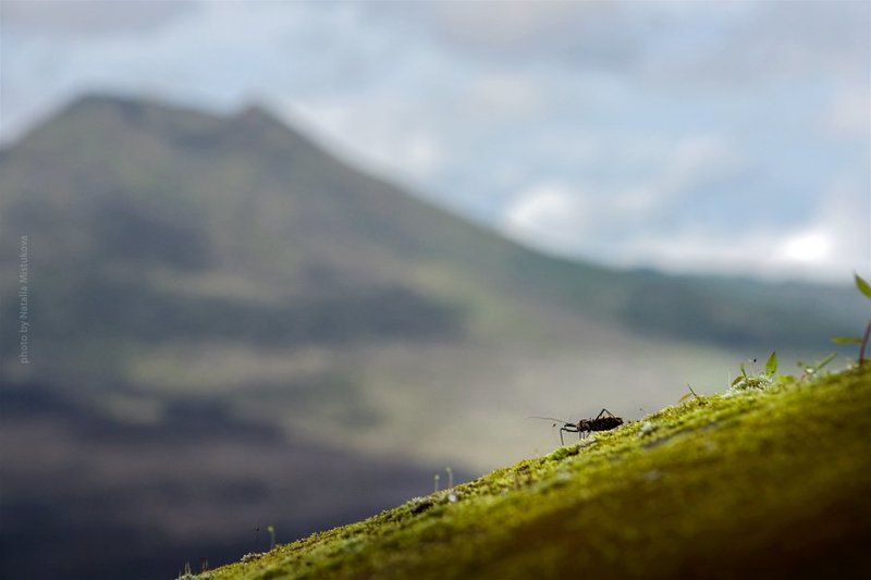 вулкан, бали, таракан как таракан мечтал попасть на вулкан фото превью