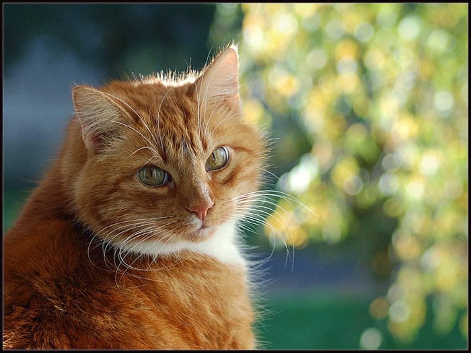 рыжик, окно, берёза, октябрь, 2006, Лариса Лучко