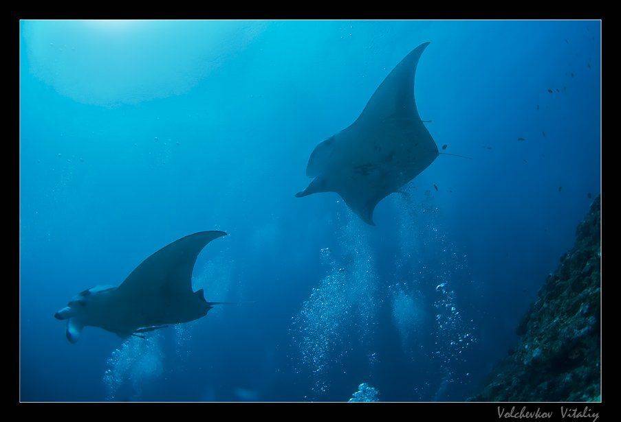 мальдивы, , , океан, манты, Vital