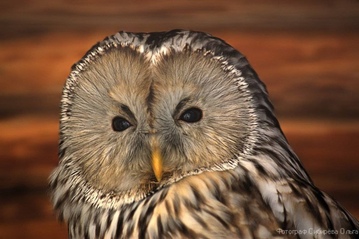 , Ольга Сибирёва