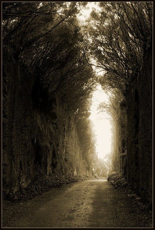 тенерифе,природа,путешествия,туннель,анага Туннель фото превью