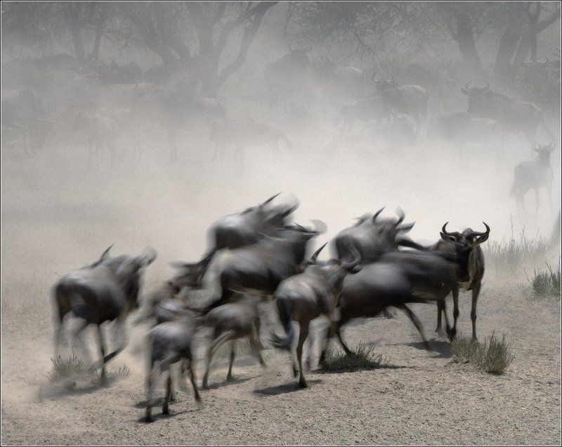 ***** фото превью