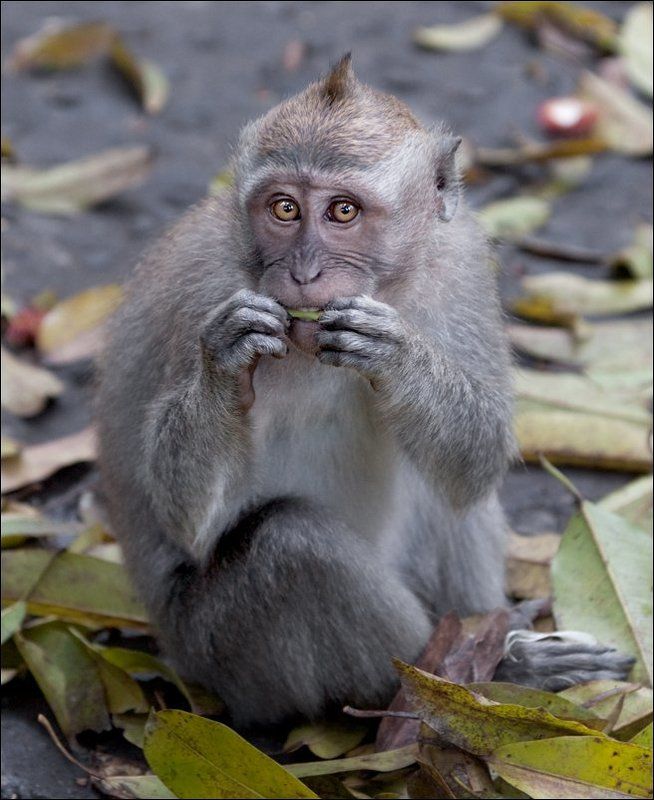 обезъяна Сид Вишес фото превью