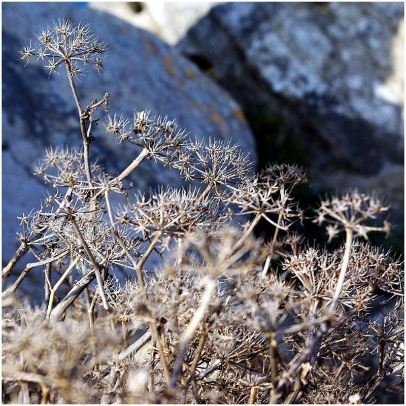 Wild flowers фото превью