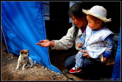 # Cобачка # из серии # Жизнь после землетрясения #