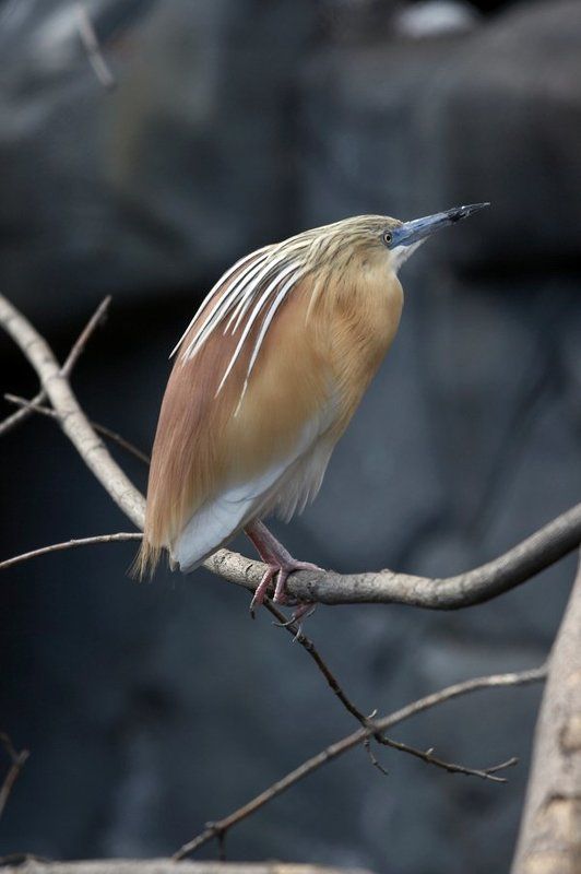 Желтая цапля фото превью