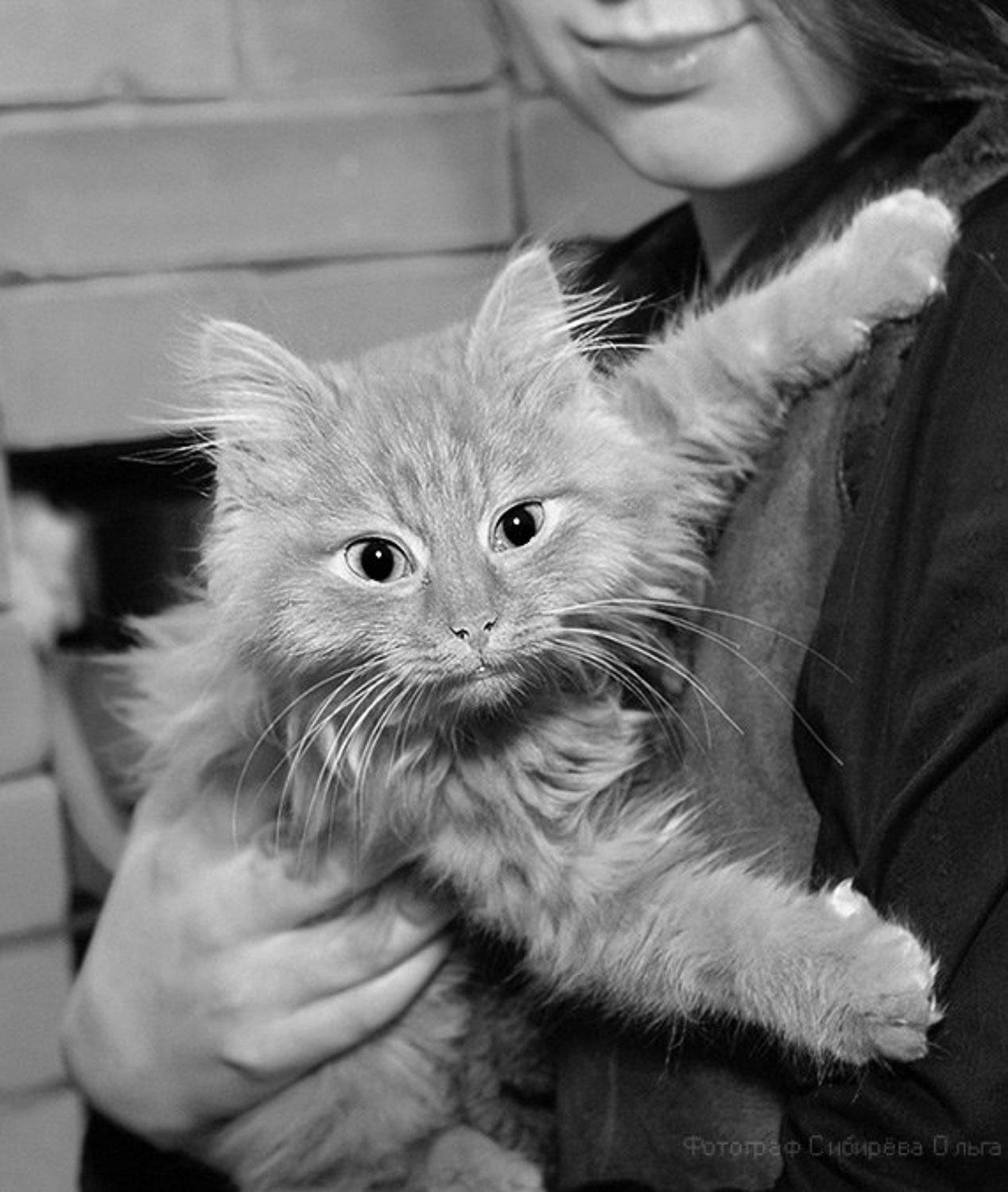 , Ольга Сибирёва