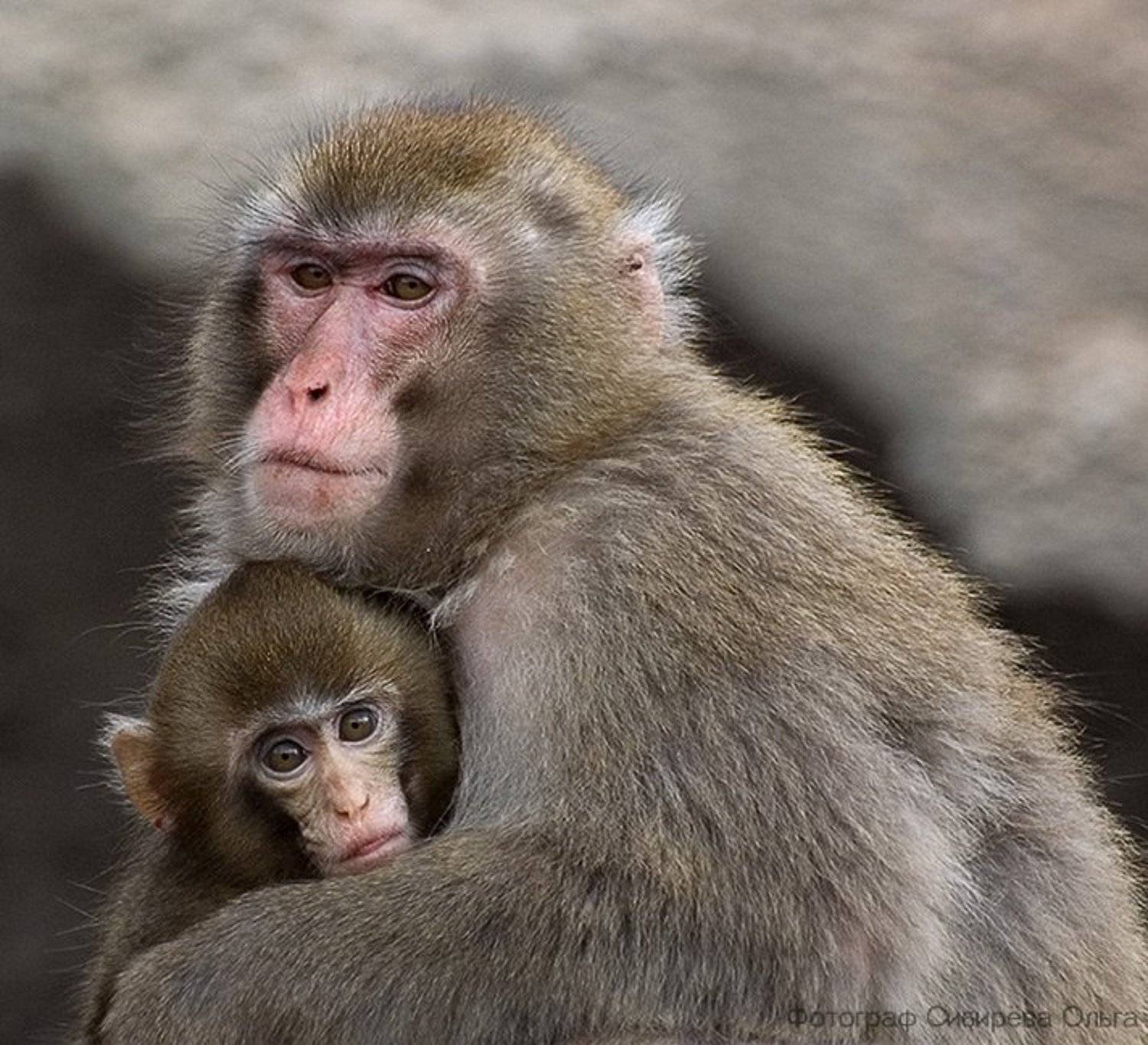 , Ольга Сибирёва
