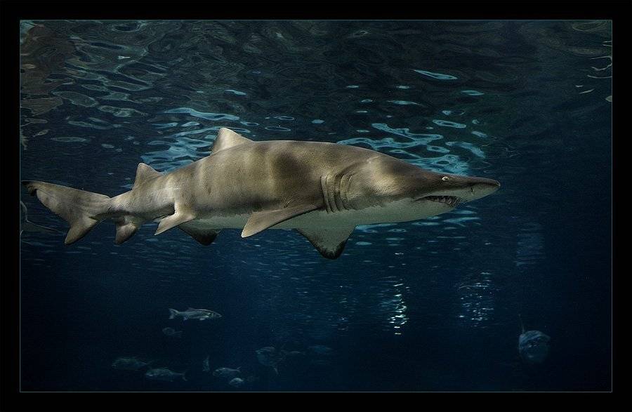 песчаная, акула, улыбка, золотой дельфин, Nx