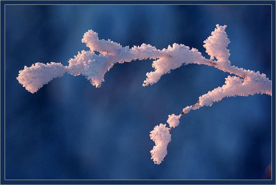 иней,ветка, Солодухин Виктор