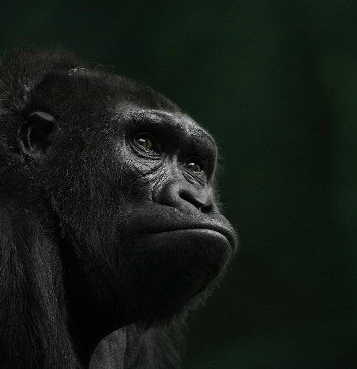 самка,гориллы, teamS