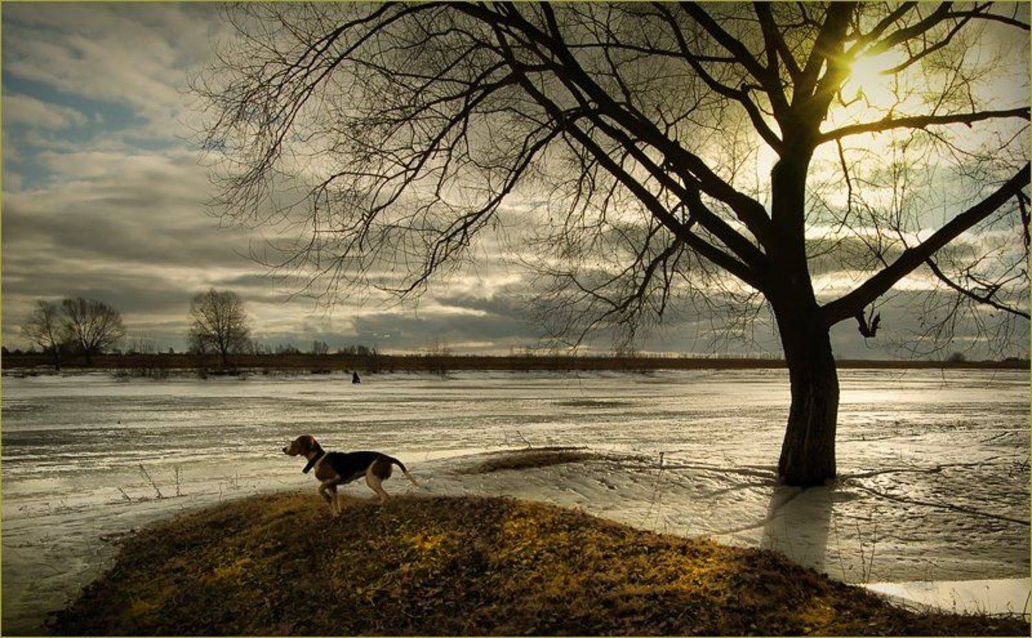 река, собака, дерево, солнце, март, 2007, Лариса Лучко