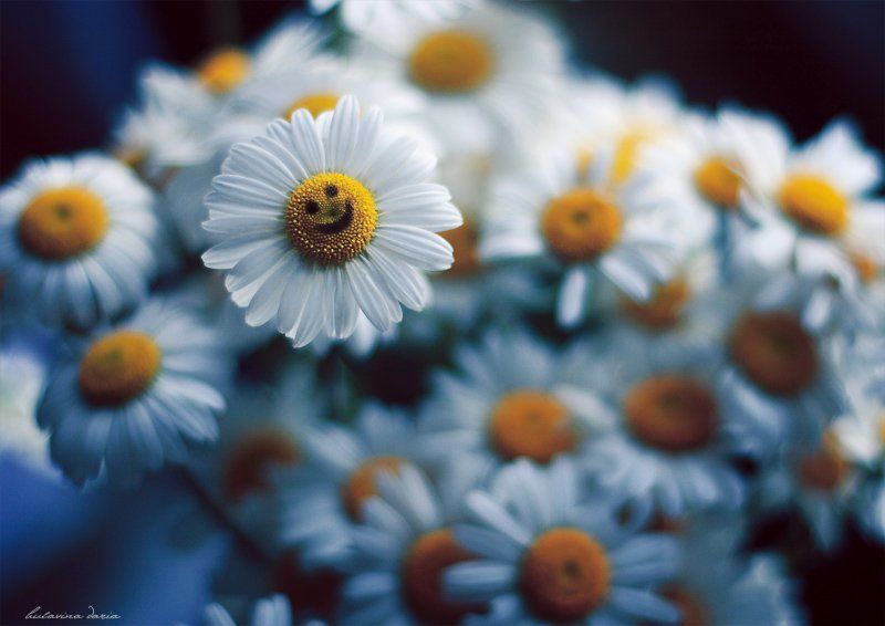 ромашки, улыбка, булавина дарья Smile! :-) фото превью