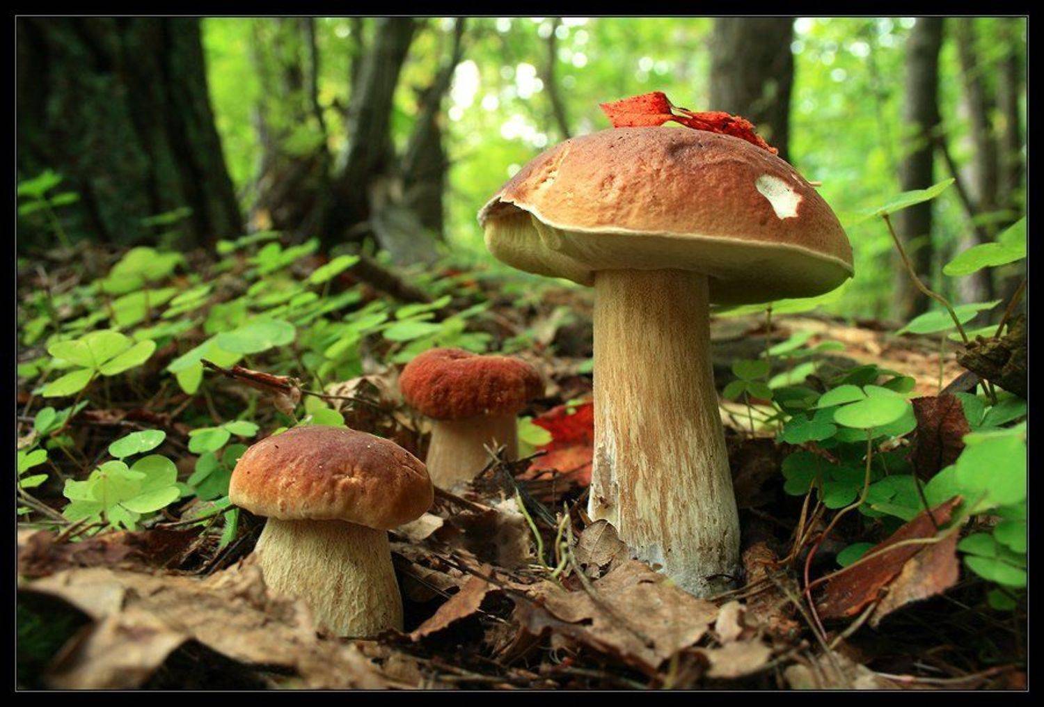 oсень, грибы, боровики, лес, Karlis Keisters