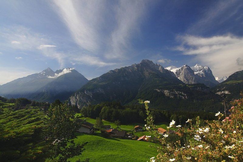 Цветы и горы фото превью