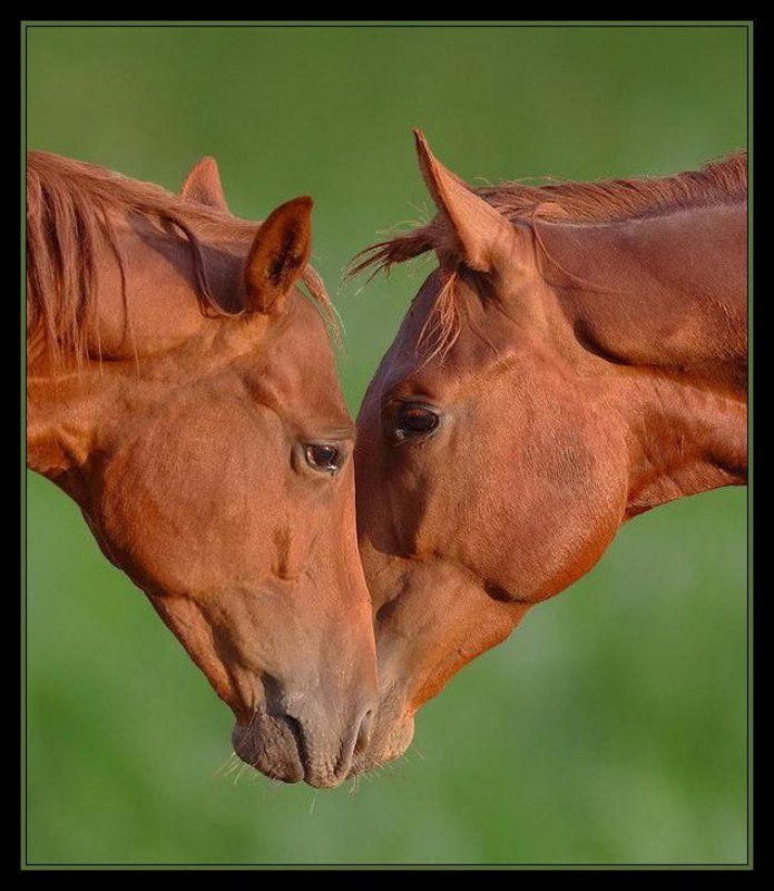 Love is фото превью