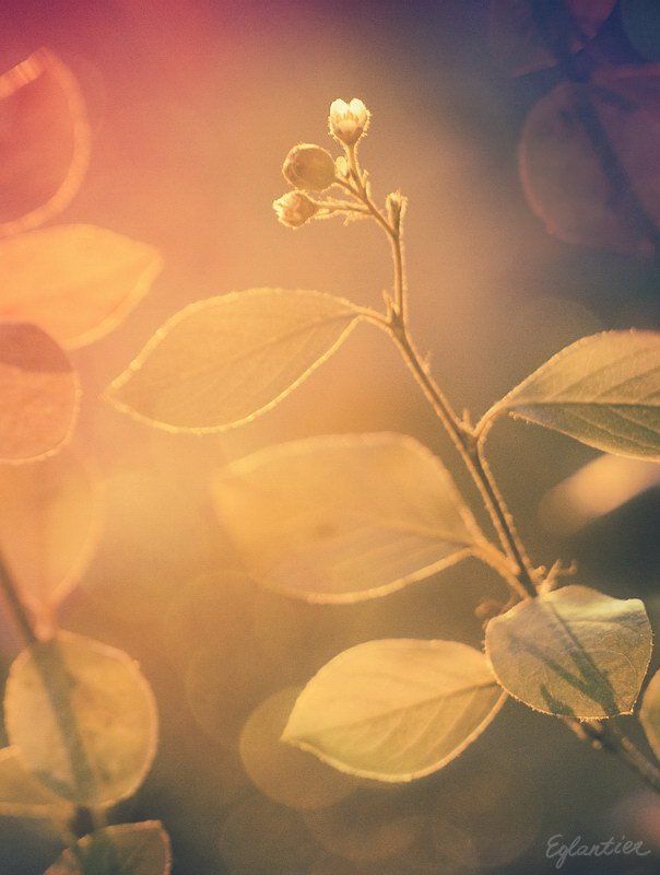 Нежная непокорность. фото превью