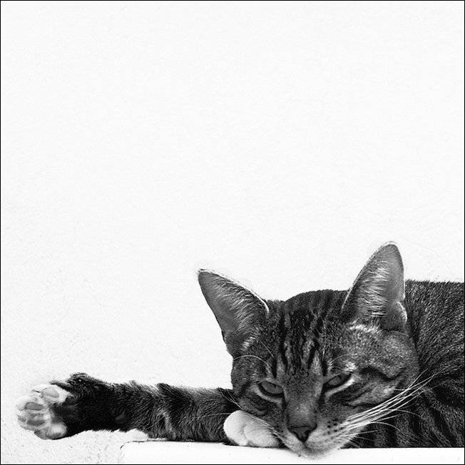 кот, квадрат., senjor