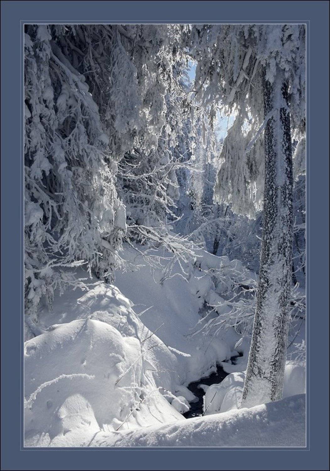 лес, деревья, снег, зима, Forest Elf