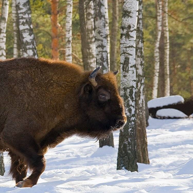 зима, лес, зубр, Partner (Андрей Алексеев)