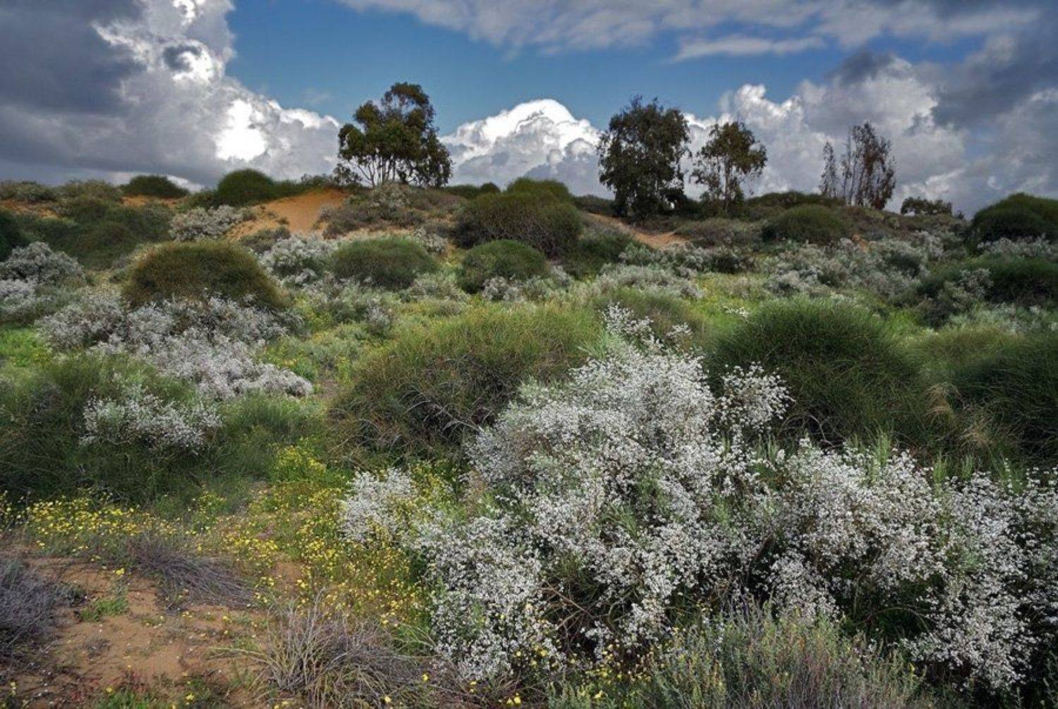 весна, облака, цветы, израиль, Bobsfog